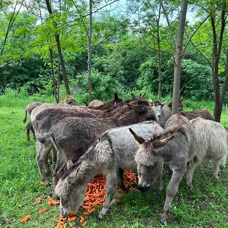 Magarece Mleko Eko Farma Sisevac Wellness&spa * Парасин