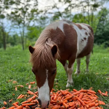 Magarece Mleko Eko Farma Sisevac Wellness&spa * Paraćin