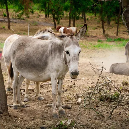 Magarece Mleko Eko Farma Sisevac Wellness&spa Апартаменты Парасин