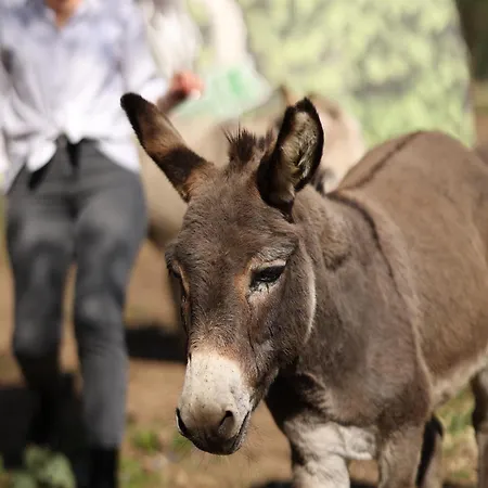 Magarece Mleko Eko Farma Sisevac Wellness&spa Апартаменты