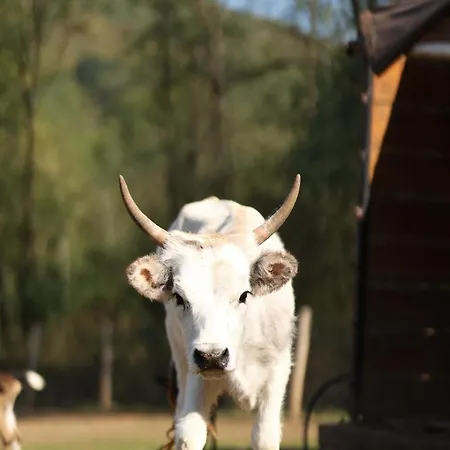 Magarece Mleko Eko Farma Sisevac Wellness&spa アパート パラチン