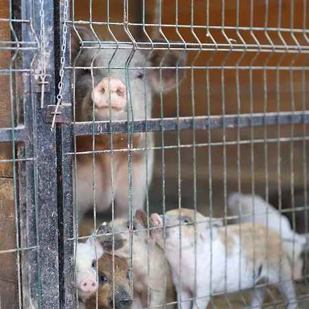 Magarece Mleko Eko Farma Sisevac Wellness&spa