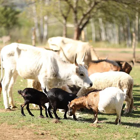 Апартаменты Magarece Mleko Eko Farma Sisevac Wellness&spa *