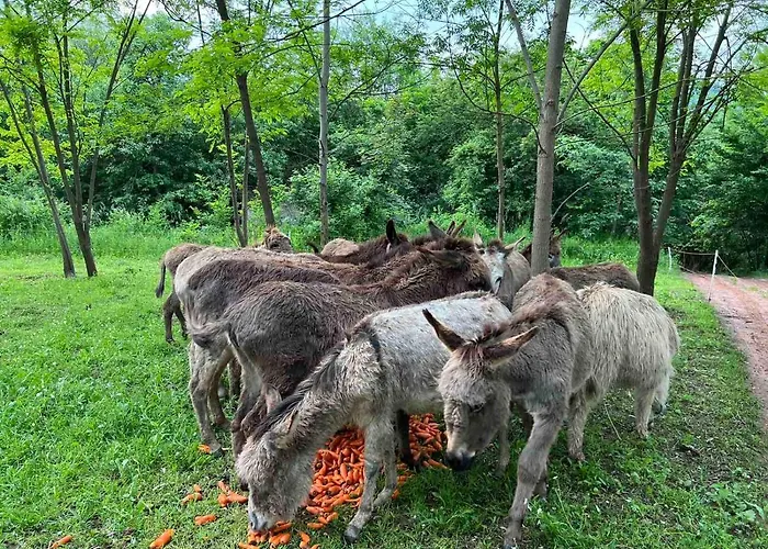 Magarece Mleko Eko Farma Sisevac Wellness&spa * Paraćin