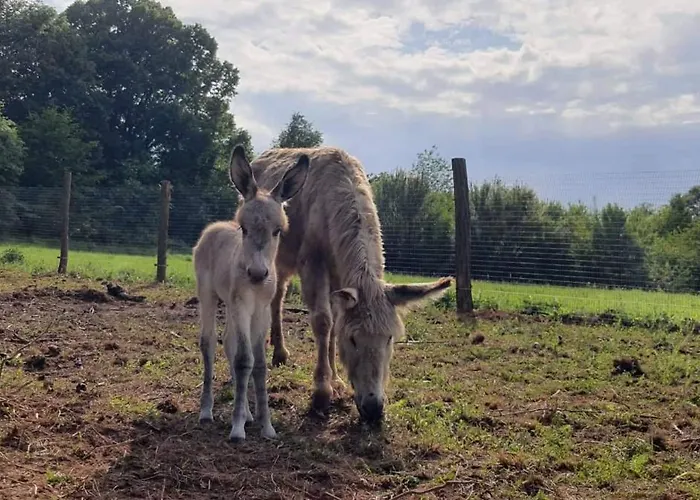 Magarece Mleko Eko Farma Sisevac Wellness&spa * Paraćin