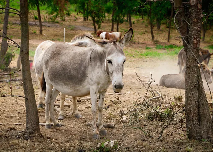 Magarece Mleko Eko Farma Sisevac Wellness&spa Apartman Paraćin