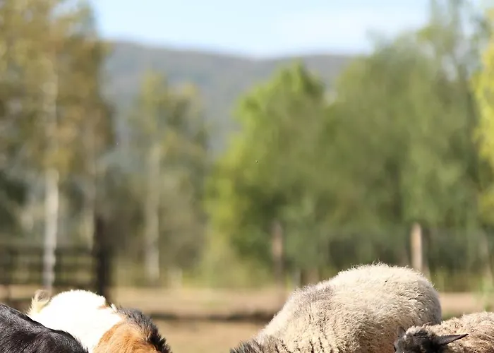 Apartman Magarece Mleko Eko Farma Sisevac Wellness&spa