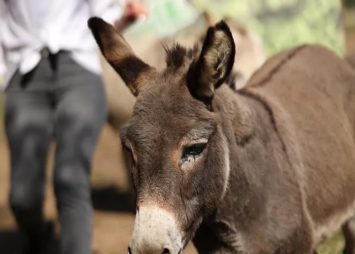 Magarece Mleko Eko Farma Sisevac Wellness&spa Apartman