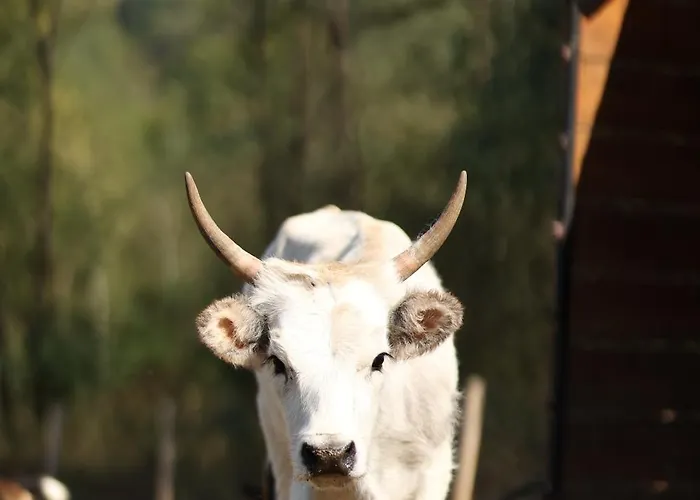 Magarece Mleko Eko Farma Sisevac Wellness&spa Apartman Paraćin