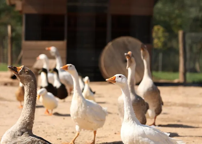 Magarece Mleko Eko Farma Sisevac Wellness&spa * Paraćin
