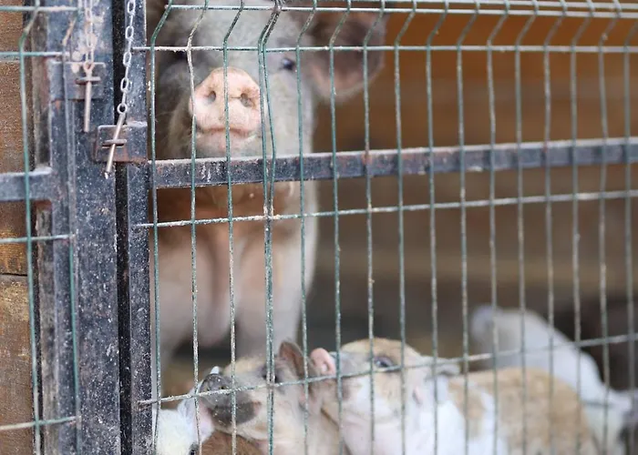 Magarece Mleko Eko Farma Sisevac Wellness&spa