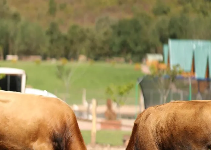 Magarece Mleko Eko Farma Sisevac Wellness&spa Apartman