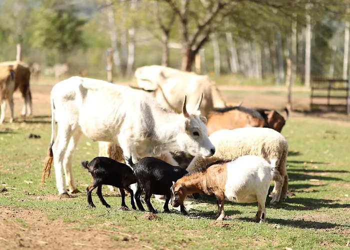 Apartman Magarece Mleko Eko Farma Sisevac Wellness&spa *