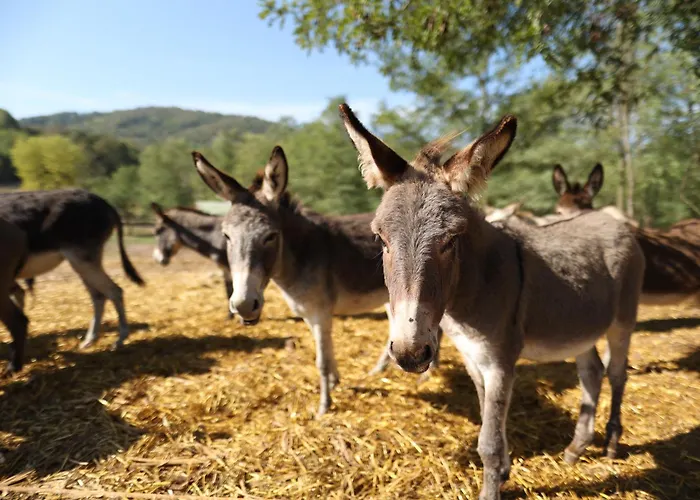 Magarece Mleko Eko Farma Sisevac Wellness&spa Apartman *